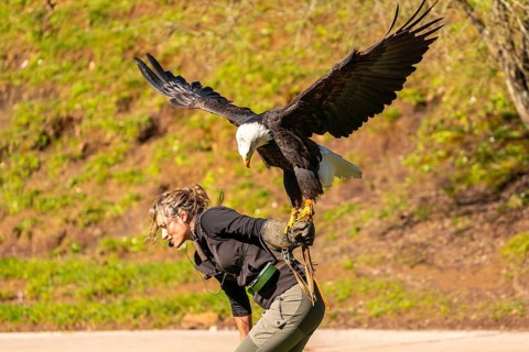 A woman is holding an eagle on her back. The eagle is black and white