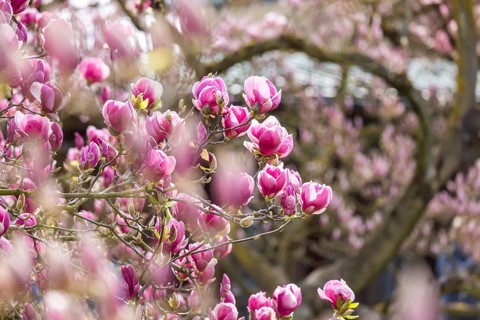 Magnolia blossom (Magnolia) at Wilhelma Stuttgart. According to Wilhelma, the Moorish Garden is