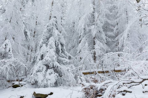 Enchanted winter forest at Czorneboh, Upper Lusatia, Saxony, Germany, Europe