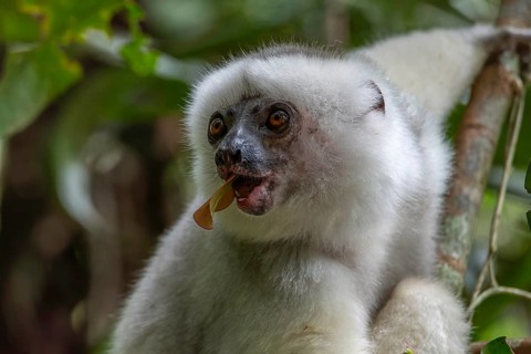 Silky sifaka (Propithecus candidus) in the mountain cloud forests of Marojejy National Park in