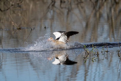 Egyptian goose (Alopochen aegyptiaca), Vulkaneifel, Rhineland-Palatinate, Germany, Europe