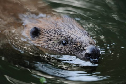 A beaver swimming calmly in a flowing river, European beaver (Castor fibre), captive, Bavaria
