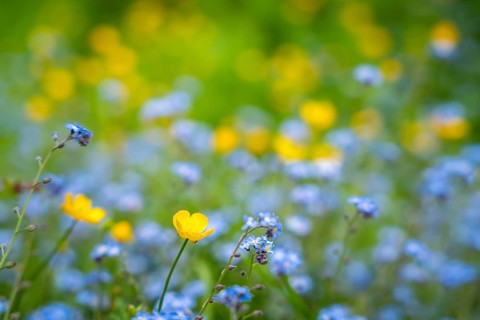 Yellow buttercups (Ranunculus acris) and wild blue-flowering forget-me-nots (Myosotis) in a meadow.