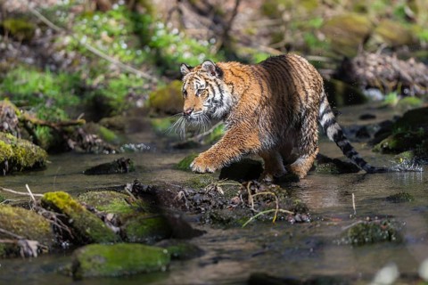 One young female Siberian Tiger, Panthera tigris altaica, standing on shore of a creek in a forest.