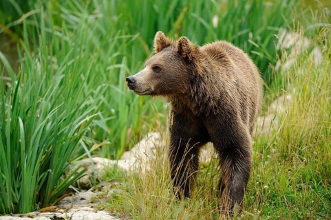 An attentive bear moves across the meadow, Eurasian brown bear (Ursus arctos arctos), Bavarian