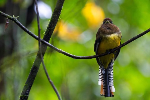 Black-throated Trogon (Trogon rufus), Trogons (Trogonidae), Sierpe, Puentarenas, Costa Rica,