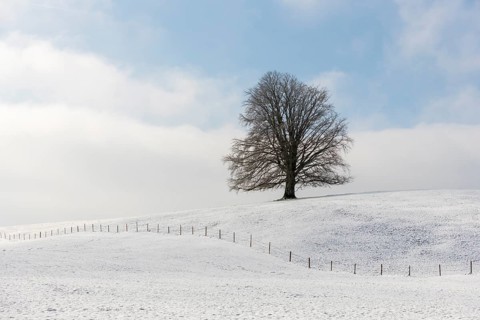 Single tree on snow-covered hill against blue sky, Neuschwanstein, Ried, Ostallgäu, Allgäu, Swabia,