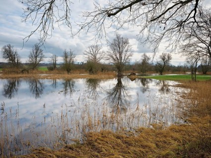 Floodplain landscape with pastures on the flooded Lorze, Maschwanden, Canton Zurich, Switzerland,