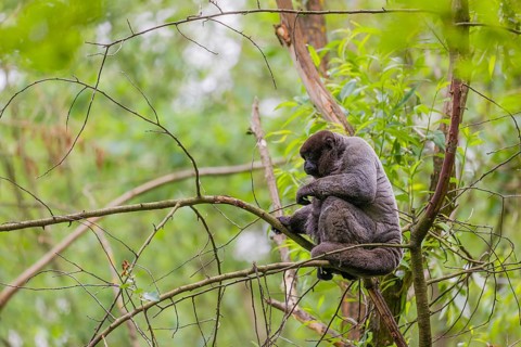 A common woolly monkey, brown woolly monkey, or Humboldt's woolly monkey (Lagothrix lagothricha)