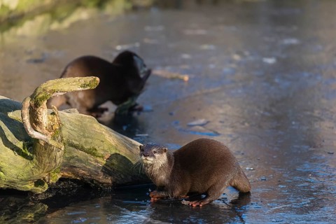Two oriental small-clawed otter or Asian small-clawed otter (Aonyx cinerea), play with a small