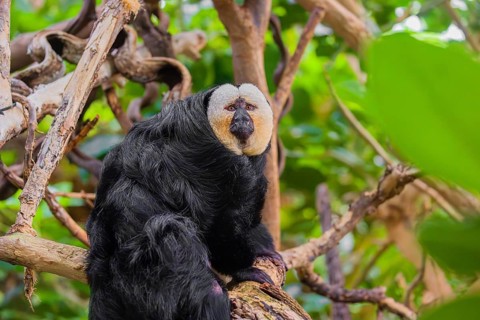 Portrait of a male white-faced saki (Pithecia pithecia) sitting in a tree