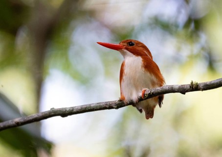 Pygmy kingfisher (ispidina madagascariensis) in the rainforests of eastern Madagascar