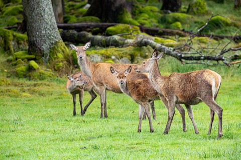 Red deer (Cervus elaphus) cow with calf captive Germany