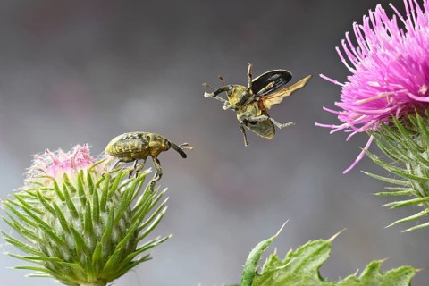 Thistle weevil (Larinus turbinatus) in flight on the flower of the common thistle (Cirsium vulgare)