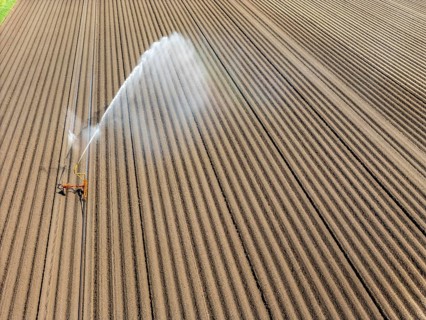 Artificial irrigation of a potato field in April, with a sprinkler system, long drought in spring