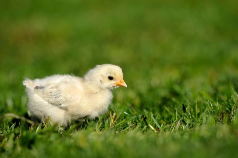 A single chick runs across green grass in bright daylight, domestic fowl (Gallus gallus
