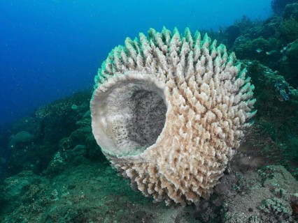 Barrel sponge, barrel sponge (Xestospongia testudinaria) in the middle of an ocean scene, dive site