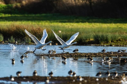 Tundra Swan, Bewick's Swan, Cygnus columbianus in flight at winter in Slimbridge, England, United