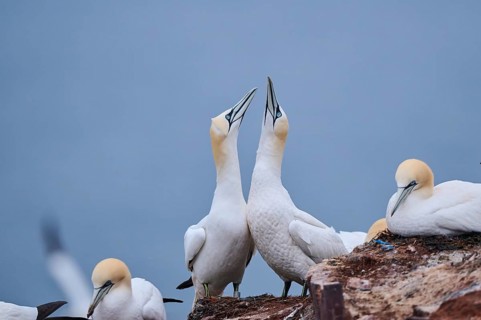 Northern gannet (Morus bassanus) couple greeting each other with their beaks, wildlife, Helgoland,