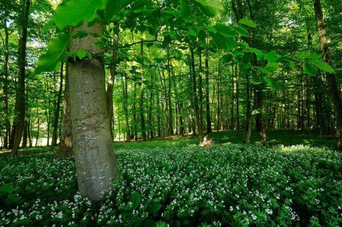 A green forest with many trees and a blooming meadow full of white flowers flooded with sunlight,