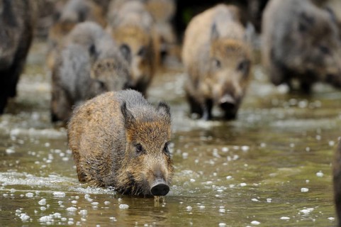 A group of wild boar moving through the water, wild boar (Sus scrofa), Hesse