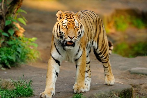 A determined tiger about to roam the natural environment, Siberian tiger (Panthera tigris altaica),