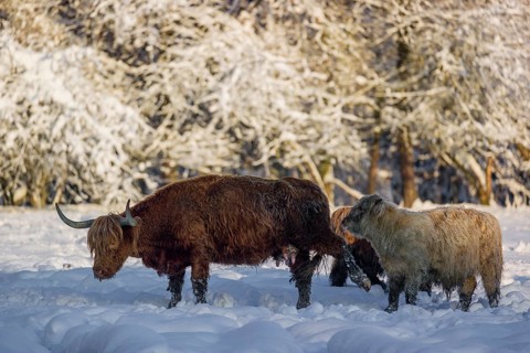 A highland cow (Bos primigenius taurus) and two calves stand at the edge of a forest on a