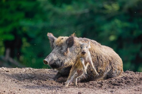 An adult wild boar or wild pig (Sus scrofa), throws a piglet up with its snout