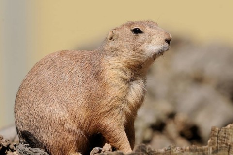 An upright prairie dog sits on wood and looks into the distance, black-tailed prairie dog (Cynomys