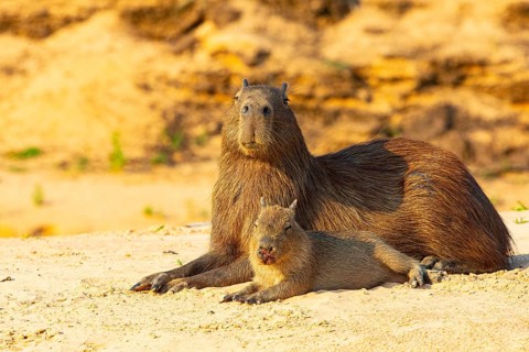 Capybara (Hydrochaeris hydrochaeris) Pantanal Brazil