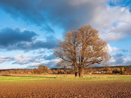 Ploughed field with huge solitary oak under blue sky with clouds in autumn, giant tree, natural