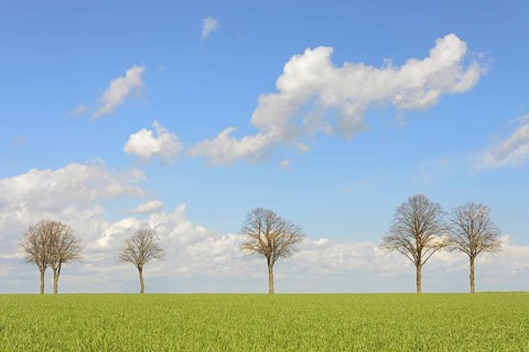 Row of trees, bare lime trees (Tilia) on a green grain field, blue cloudy sky, North