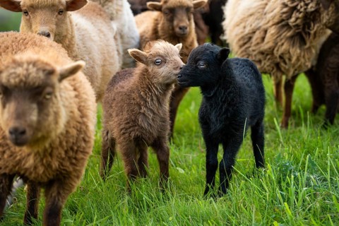 Two lambs, brown and black, sniffing each other, flock of sheep, Ouessant sheep (Breton dwarf