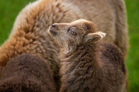 Brown lamb, portrait, stretching head up, other sheep, Ouessant sheep (Breton dwarf sheep), grazing