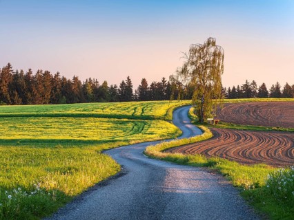 Field path winds through typical field landscape in spring in the morning light under blue sky,