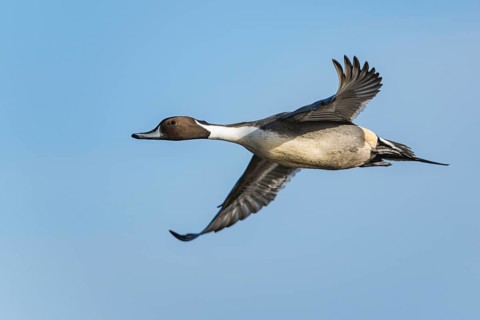 Northern Pintail, Anas acuta, male in flight over winter marshes