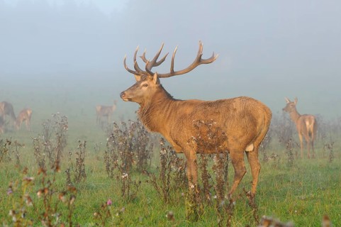 A stag with majestic antlers stands in a foggy field, red deer (Cervus elaphus), Bavaria