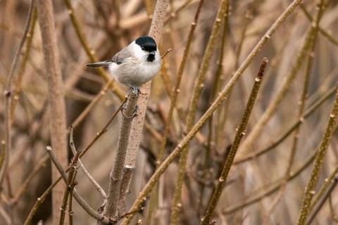 Willow Tit (Poecile montanus) sitting on a bare branch surrounded by brown twigs in a wintry