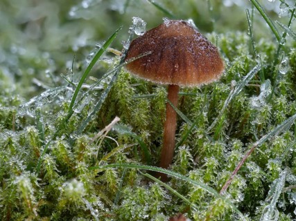 Helmling (Mycena spec.) covered with frost, North Rhine-Westphalia, Germany, Europe