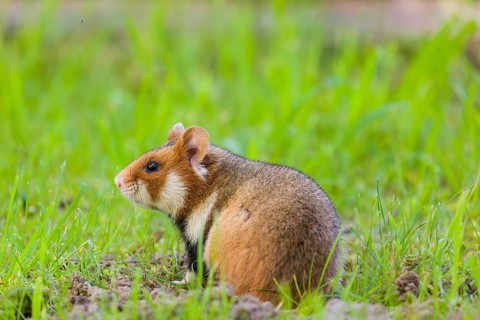 A European hamster (Cricetus cricetus), Eurasian hamster, black-bellied hamster or common hamster,
