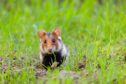 A European hamster (Cricetus cricetus), Eurasian hamster, black-bellied hamster or common hamster,