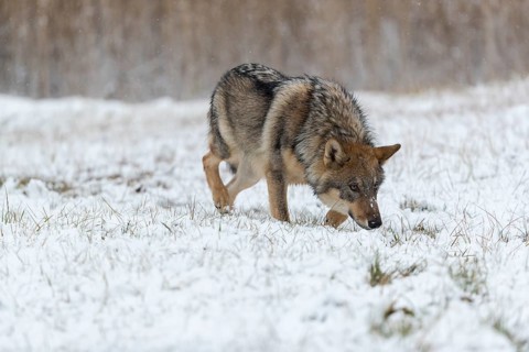 One young male eurasian gray wolf (Canis lupus lupus) running over a snow covered meadow during