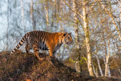 One young female Siberian Tiger, Panthera tigris altaica, posing on top of a small hill in a birch