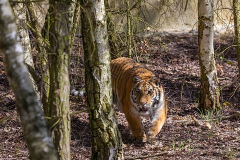One young female Siberian Tiger, Panthera tigris altaica, walking thru a birch tree forest. Early