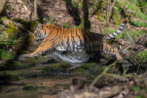 One young female Siberian Tiger, Panthera tigris altaica, walking thru a creek in a forest. Early
