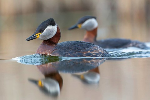 Red-necked Grebe (Podiceps grisegena) grebe, courtship, pair formation, reed and shallow water