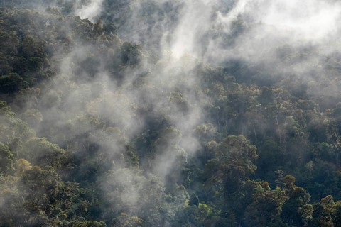Tropical cloud forest, Monte Verde St. Elena, San Jose Province, Central Mountain Range, Costa