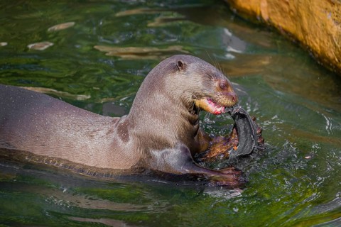 A giant otter or giant river otter (Pteronura brasiliensis) sits in the shallow water of a small