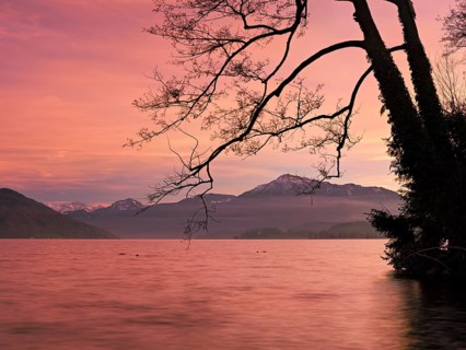 Evening atmosphere on Lake Zug with a tree with ivy in the foreground and the snow-covered Rigi in
