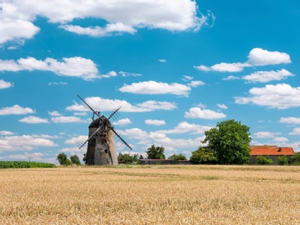Landscape with windmill and wheat field under blue sky with cumulus clouds, tower windmill, Dutch